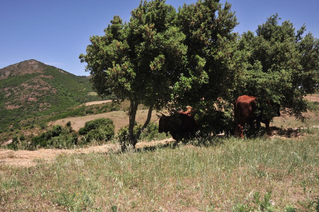 아르버스 Agriturismo Rocca Su Moru 빌라 외부 사진